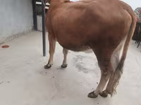 Cow, Cattle — photo 4