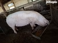 Scrofa, Дюрок — foto 3