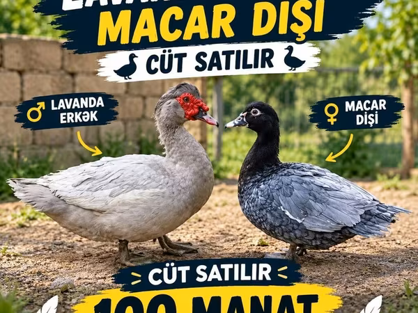 Domestic Muscovy