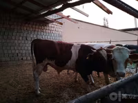 گاو و گوساله (گروه، جنسیت مشخص نشده), Simmental cattle — عکس 5