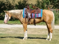 Horse (M), Palomino — photo 6
