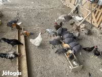 Turkeys — foto 1