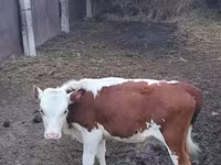 วัวตัวผู้, Swiss cattle — รูปภาพ 4