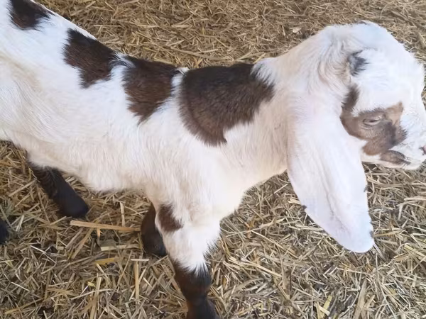 Kambing jantan, Nubian Goat