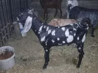 Kozel, Beetal goats — foto 1