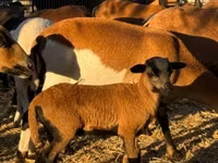 Kambing jantan, Cameroon sheep — foto 6