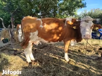 Ko, Simmental cattle — foto 1