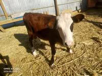 گاو ماده, گاو سفیدسر قزاقستانی — عکس 1