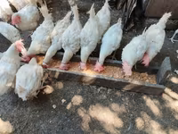 Chickens — عکس 1