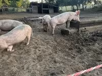 Locha, Świnie — zdjęcie 3