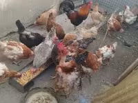 Chickens — fotografija 3