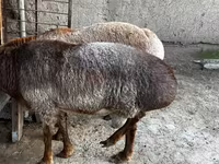گوسفند (گروه، جنسیت مشخص نشده), گوسفند — عکس 4