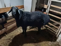 Baran, Owce — zdjęcie 1