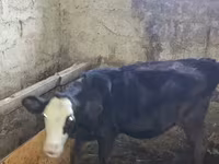 Ng'ombe dume, Banda la Holstein — picha 1