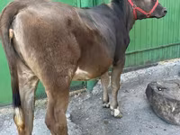 Lo’, Swiss cattle — sawirka 1