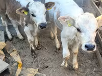 گاو نر, Swiss cattle — عکس 1