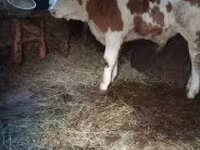 Bulle, Simmental cattle — Foto 2