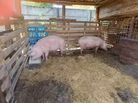 Vier, Porci — foto 2