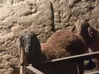 Berbec, Arashan sheep — foto 1