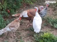 Turkeys — fotografija 1