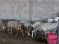 بھیڑ, بھیڑیں — تصویر 4
