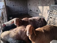 Ram, Edilbay sheep — photo 6
