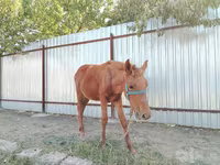 مادیان, اسب — عکس 1