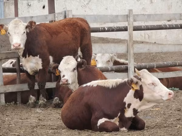 Cow, Hereford — Russia