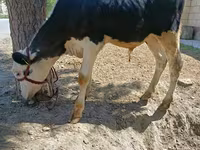 Bulle, Russian Black pied cattle — Foto 1