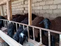 Vædder, Blackheaded Persian sheep — foto 1