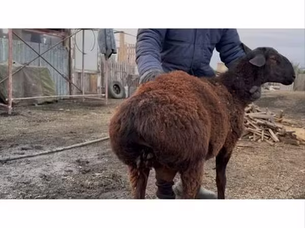 ஆண் ஆடு, Hissar sheep