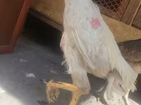 Chickens — புகைப்படம் 4