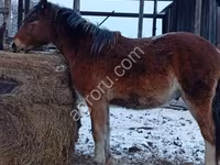 Horse (M), Horses — photo 4