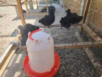 Ayam Cemani — ảnh 4