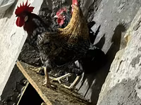 Chickens — รูปภาพ 1