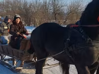 اسب نر, Friesian — عکس 5