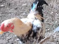 Chickens — foto 1