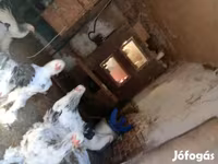 برہما — تصویر 2