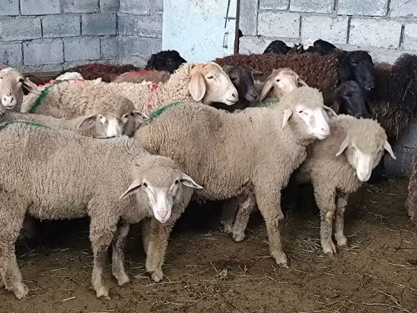 Qoyun, Tian-Shan semifinewool sheep