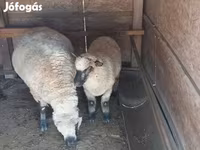 Vædder, Shroshire sheep — foto 2