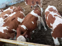 วัวตัวผู้, Simmental cattle — รูปภาพ 5