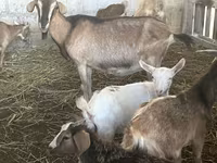 Cabras (lote, sexo não especificado), Alpine goat — foto 8