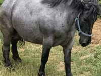 Kobyła, Hungarian horse breed — zdjęcie 1