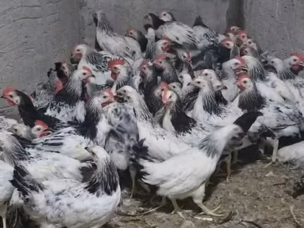 Chickens