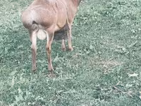 بز ماده, Kamori goats — عکس 1