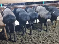 Domba jantan, Hissar sheep — foto 1