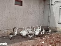 Geese — foto 2