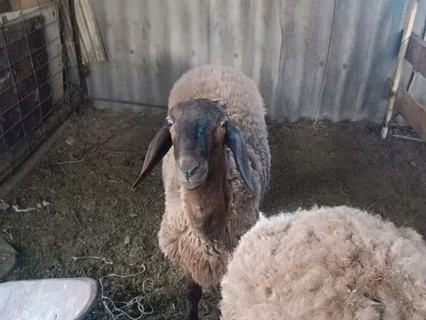 قوچ, Karakul sheep
