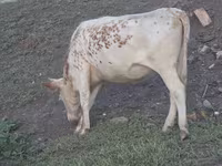 گاو ماده, گاو سفیدسر قزاقستانی — عکس 4