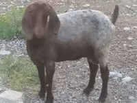 Cabras (lote, sexo no especificado), Cabras — foto 6